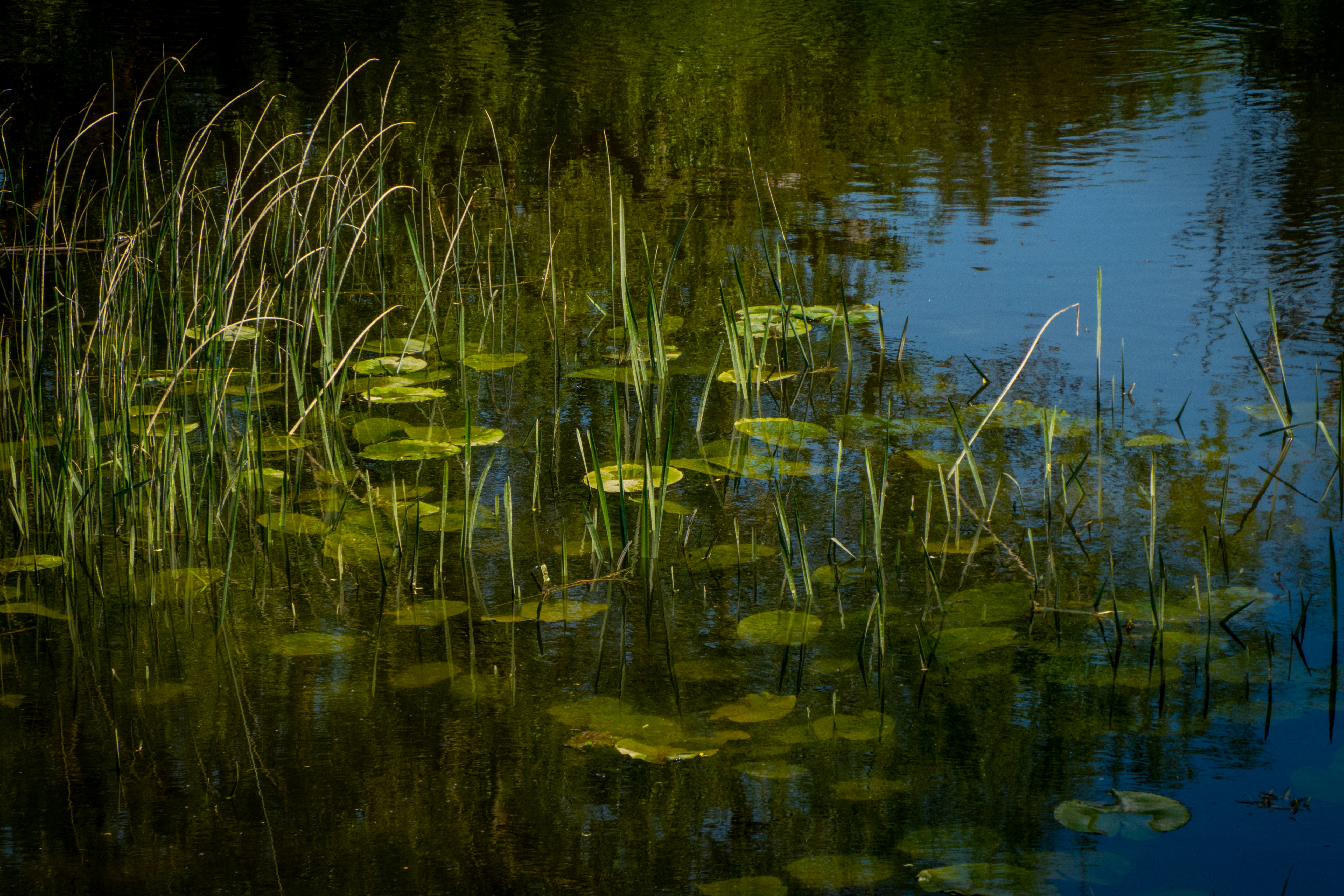 green grass on body of water